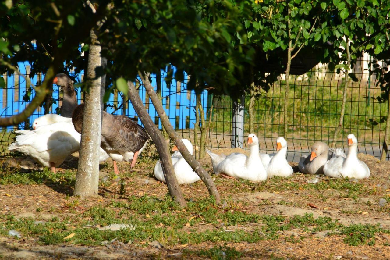 Bed and Breakfast Alaguyauder Le Kota Chatillon-sur-Broue Esterno foto